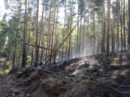 Андрей Назаров поблагодарил работников лесного хозяйства за самоотверженное тушение пожаров